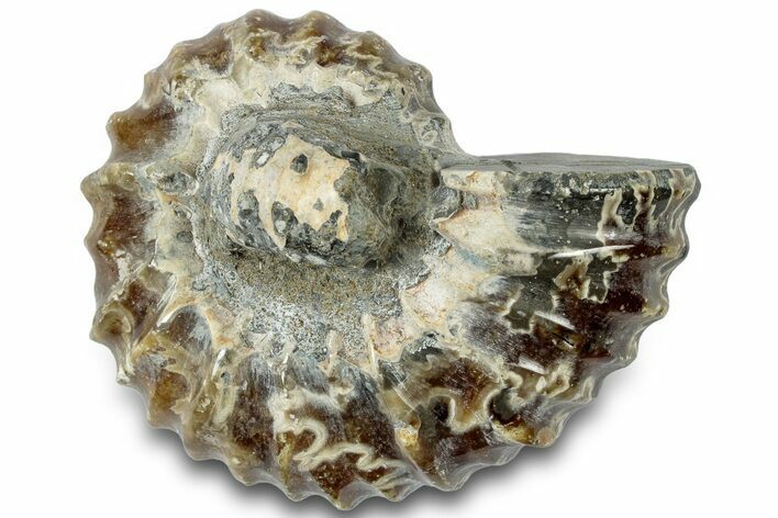 Bumpy Ammonite (Douvilleiceras) Fossil - Madagascar #308885